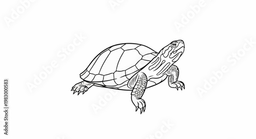 A detailed black and white line drawing of a turtle, with its shell and skin textures clearly depicted