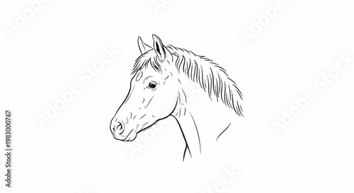 A black and white line drawing of a horse's head and neck