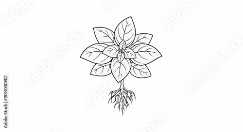 A detailed black and white line drawing of a basil plant with visible roots