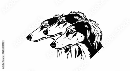Three elegant dogs with long noses and flowing hair on a white background