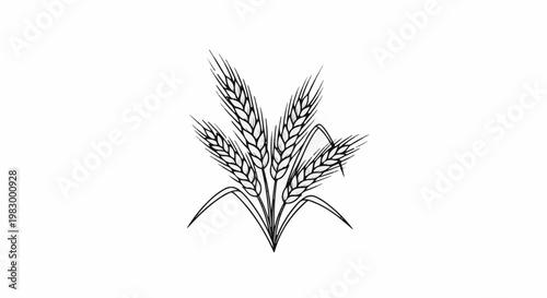 A delicate black and white line drawing of a bunch of wheat stalks with leaves