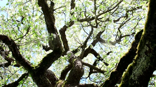 pear blossom in spring in Germany, camera panning over a big old pear tree