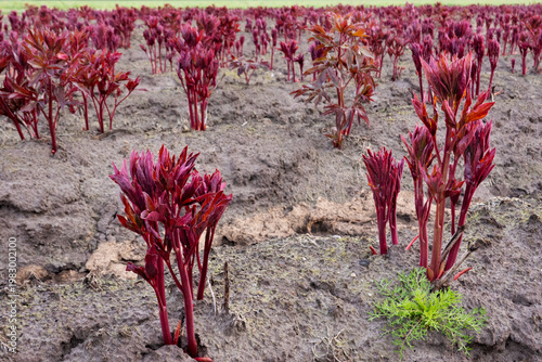 Cultivation of Peonies, springtime, in the foreground Chamomilla or False mayweed 