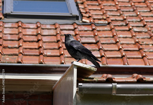 Western Jackdaw (Corvus monedula, Coloeus monedula) on a roof with old, red glazed roof tiles, tuiles du nord. Spring, April. Netherlands	