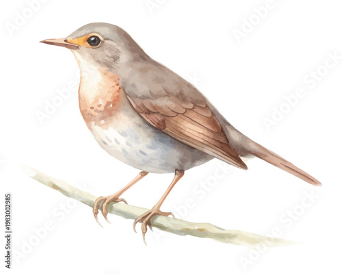 Hand-Painted Thrush Watercolor, Cute Woodland Songbird Clipart, Isolated Vector Illustration