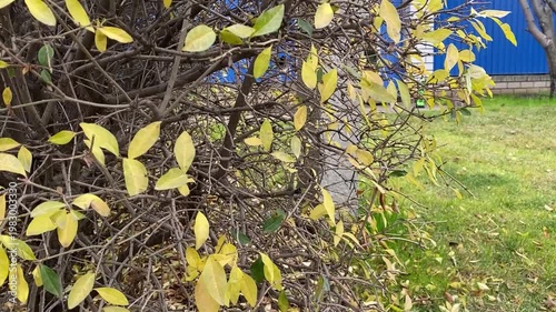autumn bush with yellow leaves gently moving in wind natural outdoor scene soft foliage motion seasonal nature background calm atmosphere close detailed view