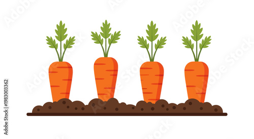Four carrots growing in soil with green leaves