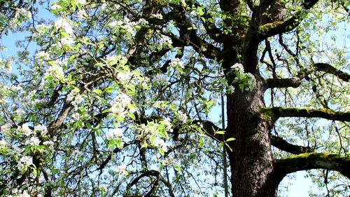 pear blossom in spring in Germany, camera panning over a big old pear tree