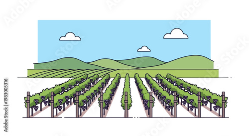 Vector illustration of a vineyard landscape with rolling hills and clouds
