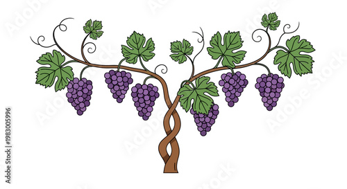 Illustration of grapevine with purple grapes and green leaves on white background