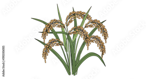 Illustration of ripe rice plant with golden grains on white background