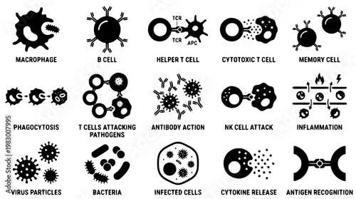 Immune system cells and their functions in the body