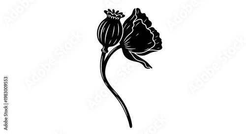 Black silhouette of a poppy flower and seed pod on a white background