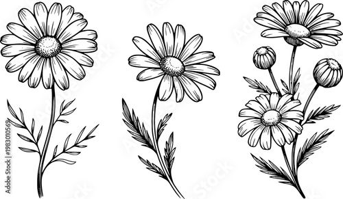 Hand-drawn black and white daisy flowers and buds white background, nature floral