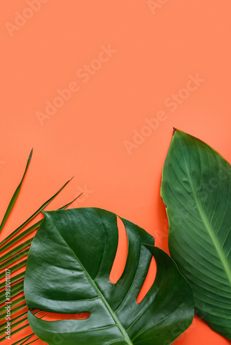 Different tropical leaves o...