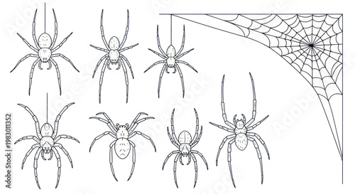 Group of spiders on a web.