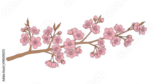 Pink Cherry Blossom Branch Flowers.
