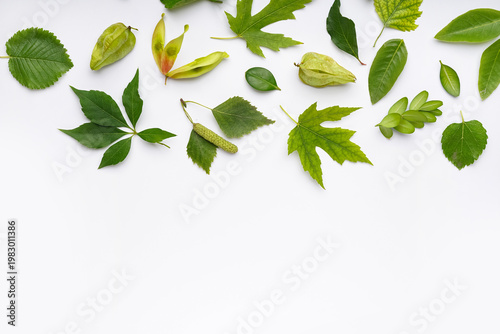 Different green leaves on w...
