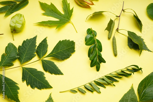 Different green leaves on y...