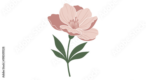 Pink Peony Flower Closeup View.