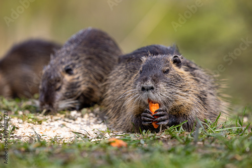 A wild nutria or coypu (Myocastor coypus) eats a carrot