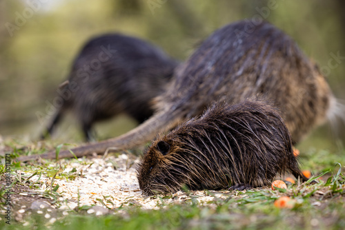 Nutrias or coypus (Myocastor coypus) eat food scraps such as oatmeal and carrots left behind by passersby