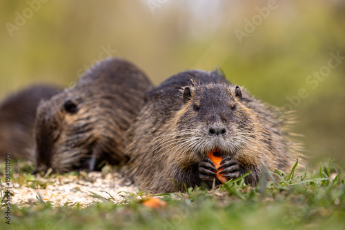A wild nutria or coypu (Myocastor coypus) eats a carrot