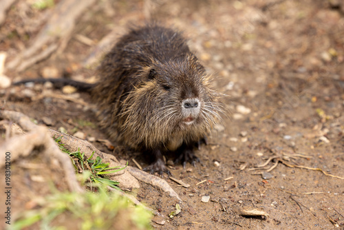 A young wild nutria or coypu (Myocastor coypus) stands on the ground near a body of water
