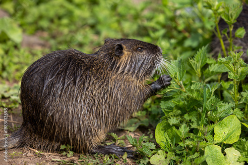 A wild nutria or coypu (Myocastor coypus) eats burn nettles (Urtica dioica)