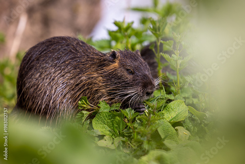 A wild nutria or coypu (Myocastor coypus) eats burn nettles (Urtica dioica)