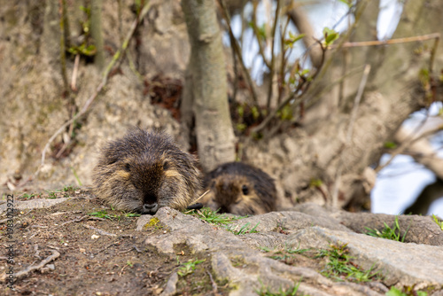 Two young wild nutrias or coypus (Myocastor coypus) are sleeping between tree roots on the bank of a body of water