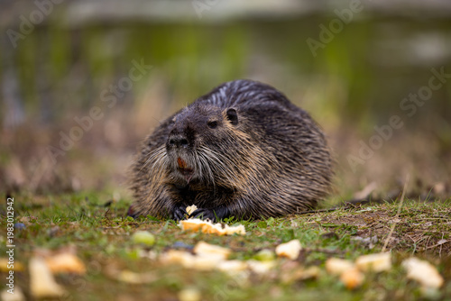 A wild nutria or coypu (Myocastor coypus) eats food scraps left behind by passersby