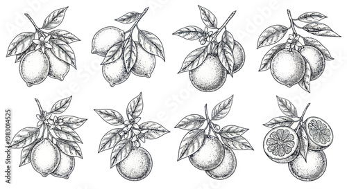 Hand-drawn botanical illustrations of lemons on branches with leaves, vintage style sketches.