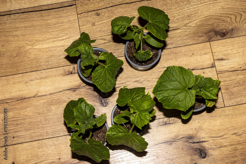 Anzucht von Einlegegurken; im Topf