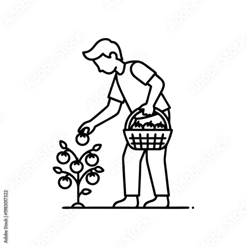 Teenager harvesting ripe tomatoes from a plant with a basket  