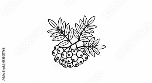Detailed line drawing of a cluster of berries and leaves
