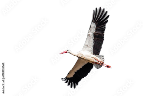 Cegonha isolada Stork Isolated