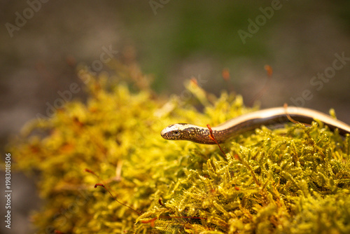 Slow worm creeping on moss