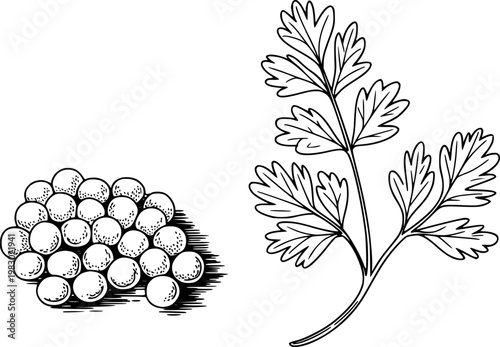 Hand drawn of parsley sprig and pile of round seeds white background herb leaf