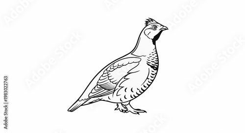 Detailed black and white illustration of a single bird