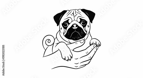 Cute pug puppy cradled in a gentle hand with a curled tail