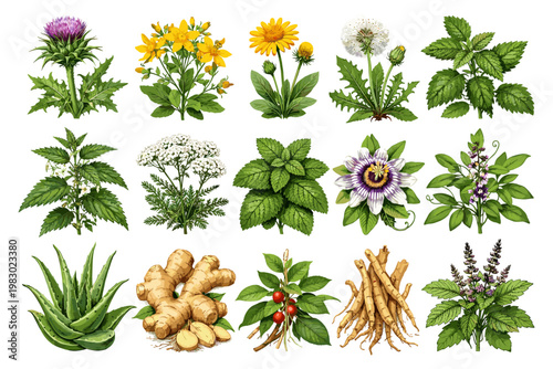 Collection of Medicinal Herbs