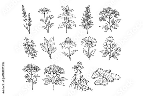 Herbal Remedies Botanical Illustrations