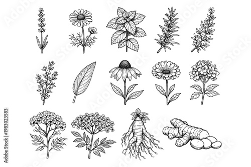 Herbal Remedies Collection Drawing