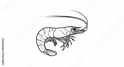 Outline sketch of a curled shrimp with antennae and legs