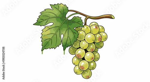 A ripe cluster of green grapes with a leaf and stem