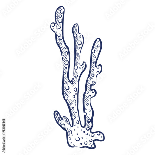 Sea coral, hand-drawn in ink. Decorative illustration of marine life, isolated on a white background. Marine nature concept for summer holiday design, prints on paper, and fabric.