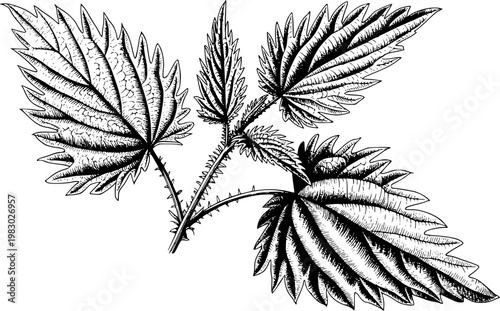 Detailed black and white engraving of stinging nettle plant leaves with serrated edges