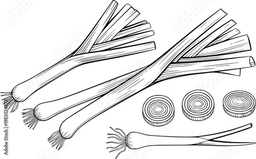 Hand-drawn black and white leeks and slices, isolated white background vegetable