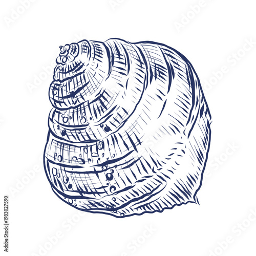Seashell drawing isolated on a white background. Hand-drawn marine illustration of a sea snail shell. Sketchy nautical element for summer holiday design, printing on products, paper, and fabric.
